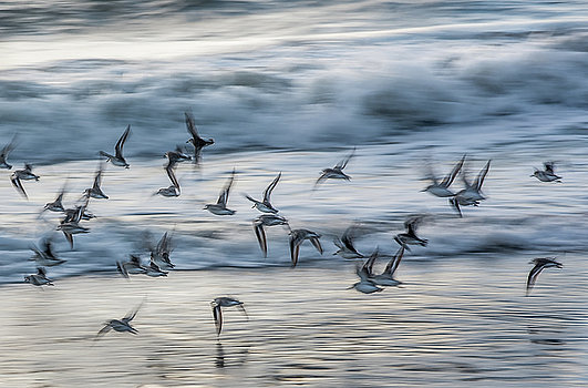 plovers in flight