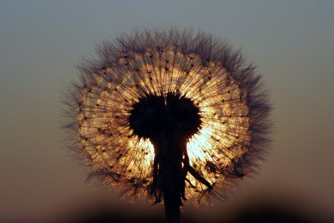 blur-close-up-dandelion-433050