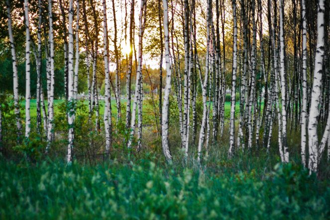birch-bright-countryside-5616