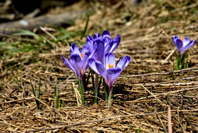 bloom-blossom-crocus-33115